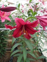 [1851 Mambo No01.JPG]